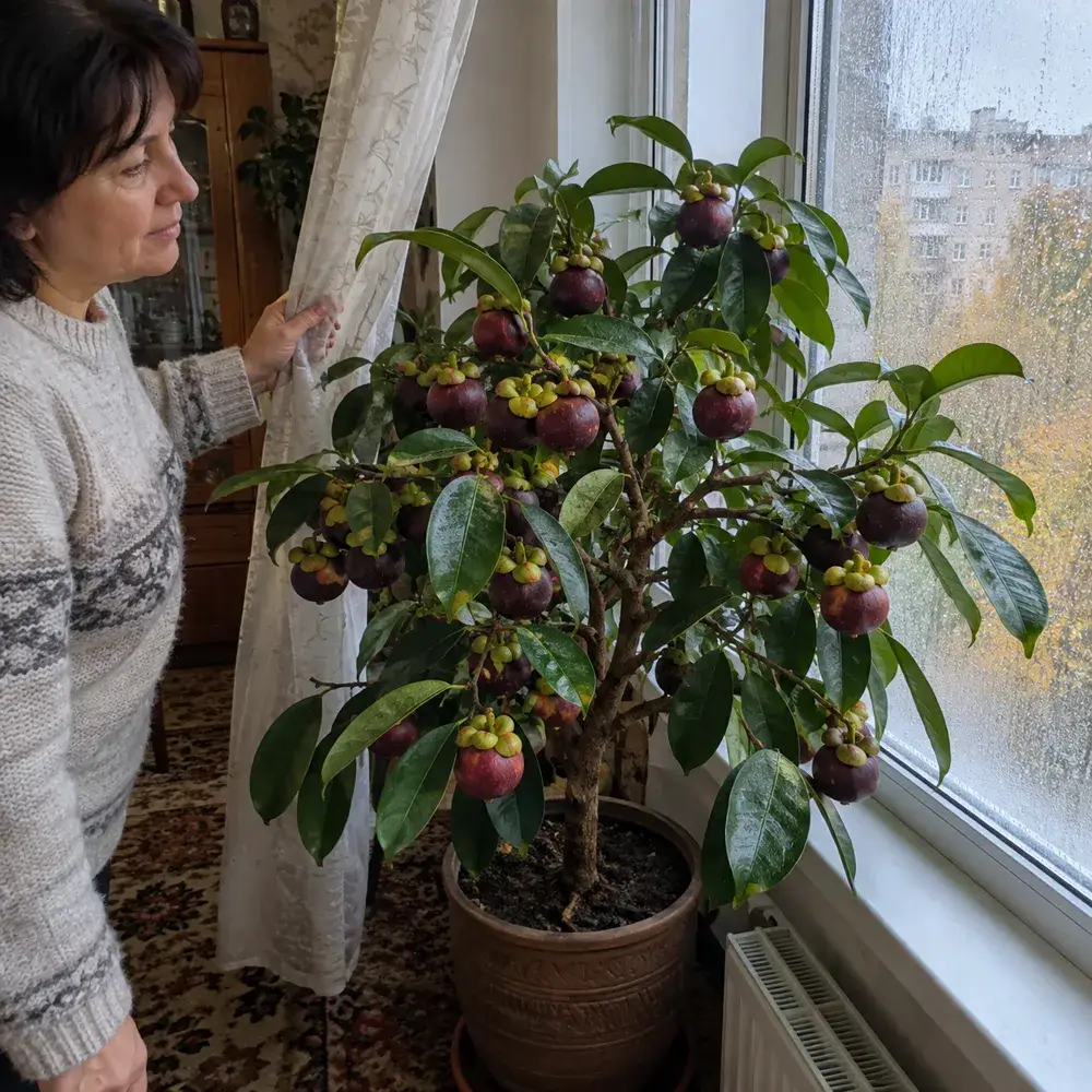 Горщик біля холодного скла