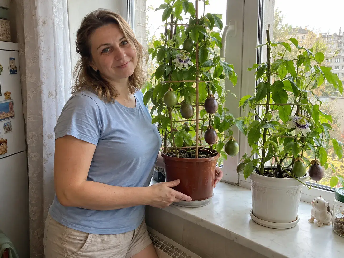 Маракуя «Тропея» у великому горщику біля вікна